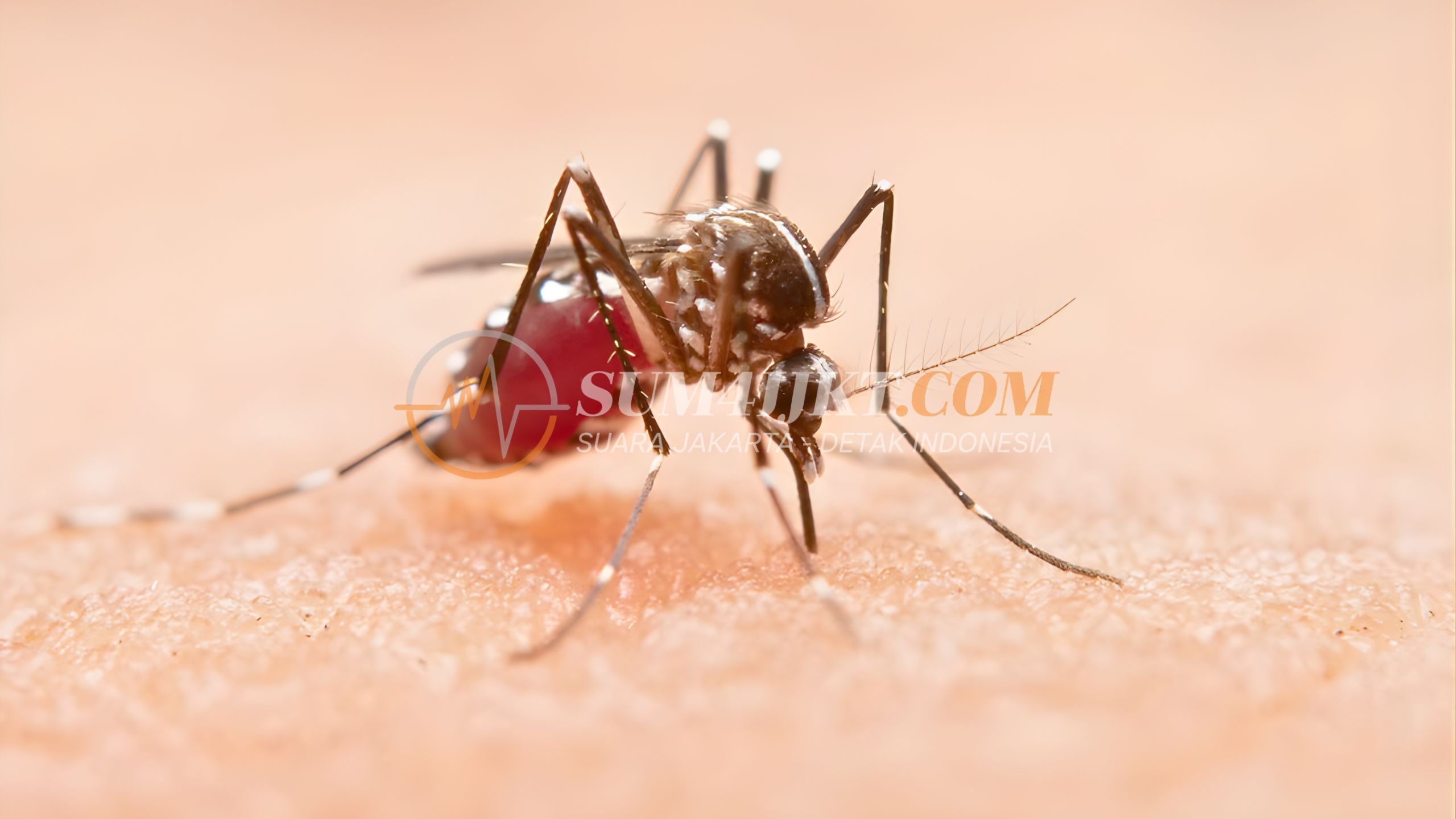 Darurat AIDS TBC Malaria Papua Pegunungan Masuk Prioritas Penanganan