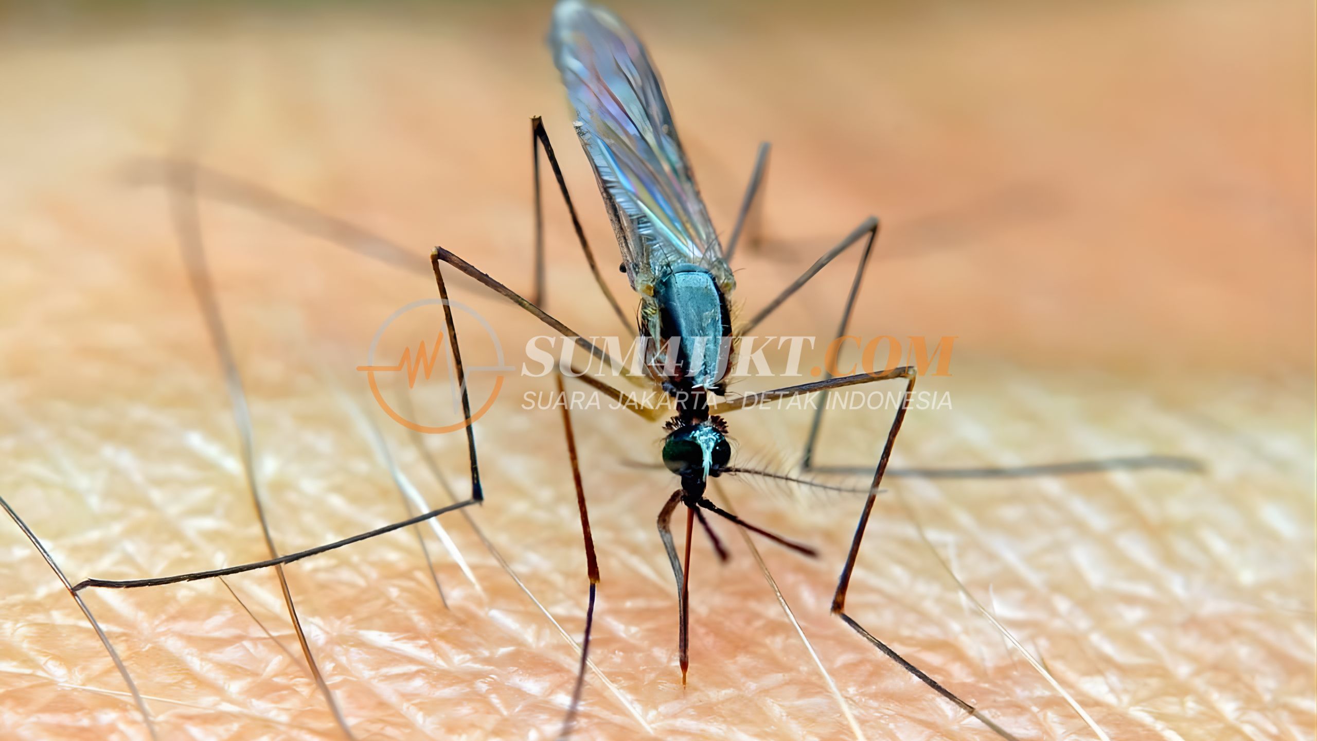 Enam Kabupaten Jadi Fokus Darurat AIDS TBC Malaria Papua Pegunungan