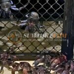 53 Kepiting Kenari Dilindungi Diselundupkan dalam Koper tanpa Pemilik di Pelabuhan
