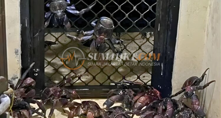 53 Kepiting Kenari Dilindungi Diselundupkan dalam Koper tanpa Pemilik di Pelabuhan