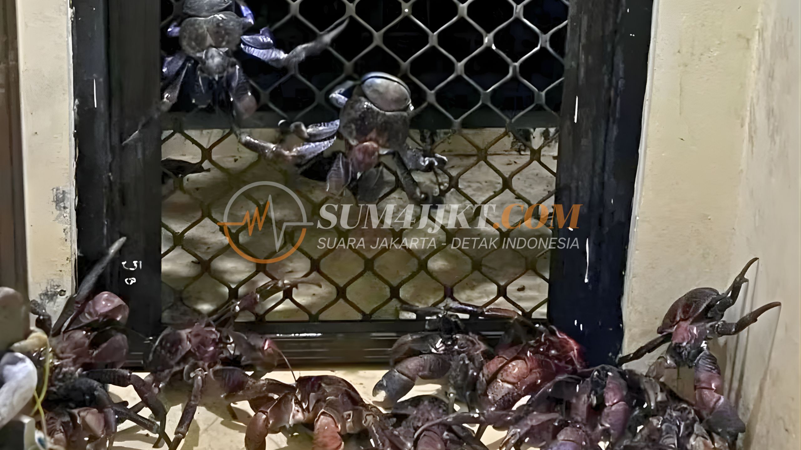 53 Kepiting Kenari Dilindungi Diselundupkan dalam Koper tanpa Pemilik di Pelabuhan