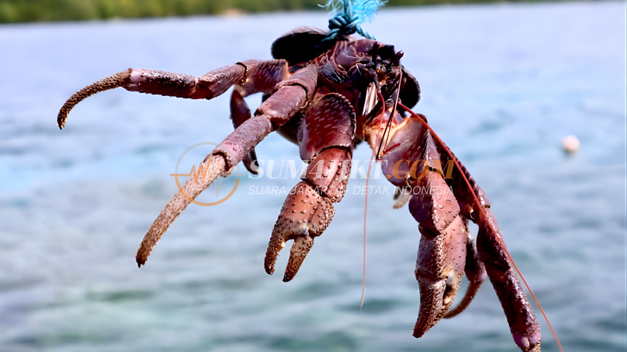 Kasus 53 Kepiting Kenari Jadi Pengingat Bahaya Penyelundupan Satwa