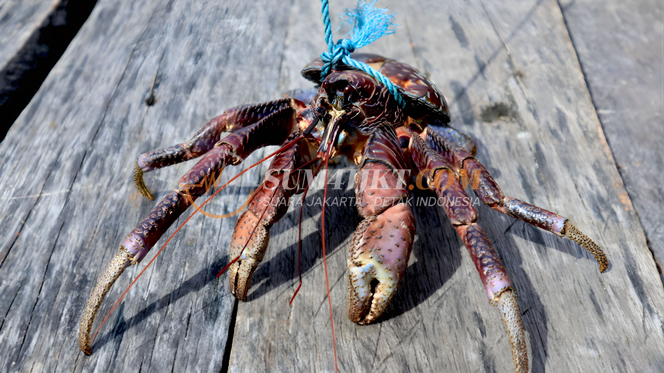 53 Kepiting Kenari Termasuk Satwa Dilindungi