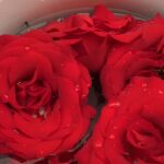 Resep Sirup Mawar yang Segar dan Mudah Dibuat